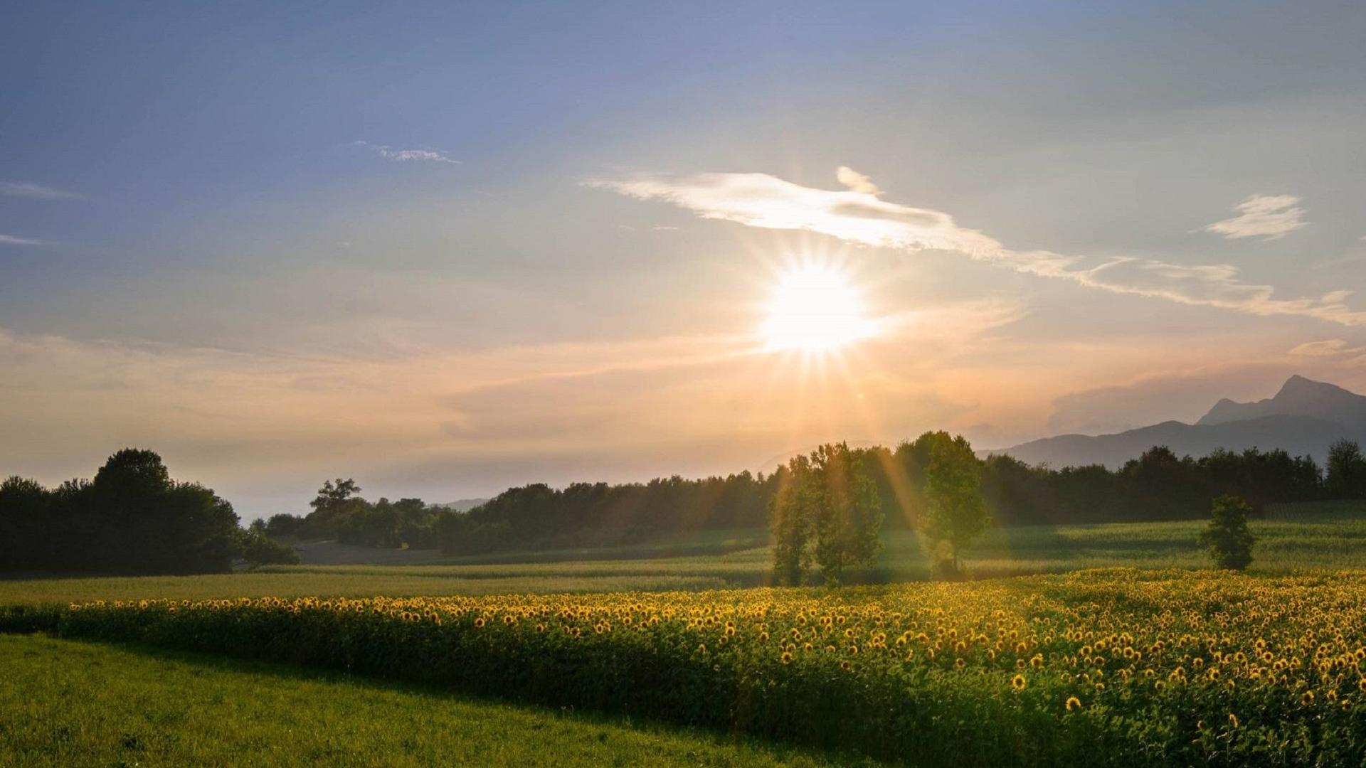 de zonnebloemvelden van Udine