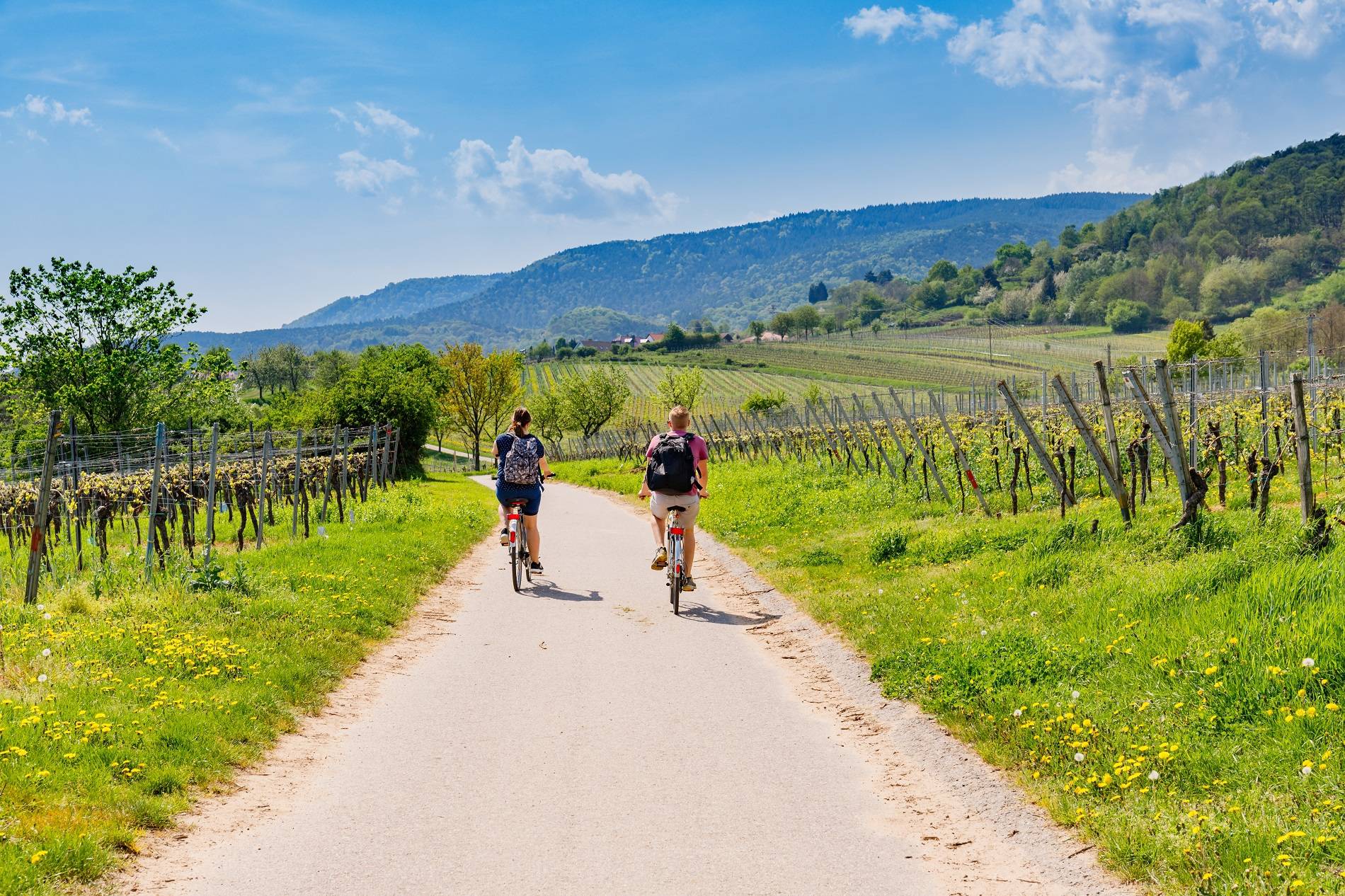 fietsen door de wijngaarden