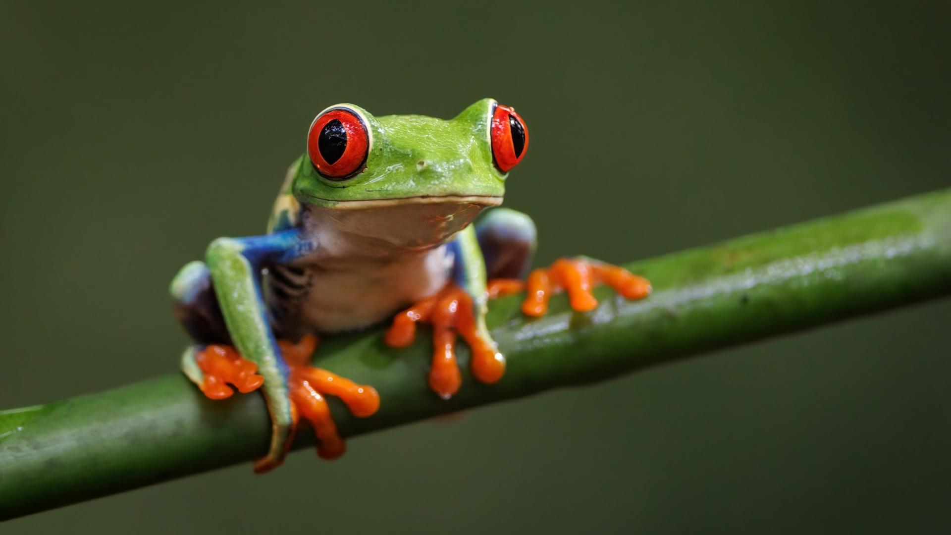 Dag 9 - Singlereis wandelen in Costa Rica