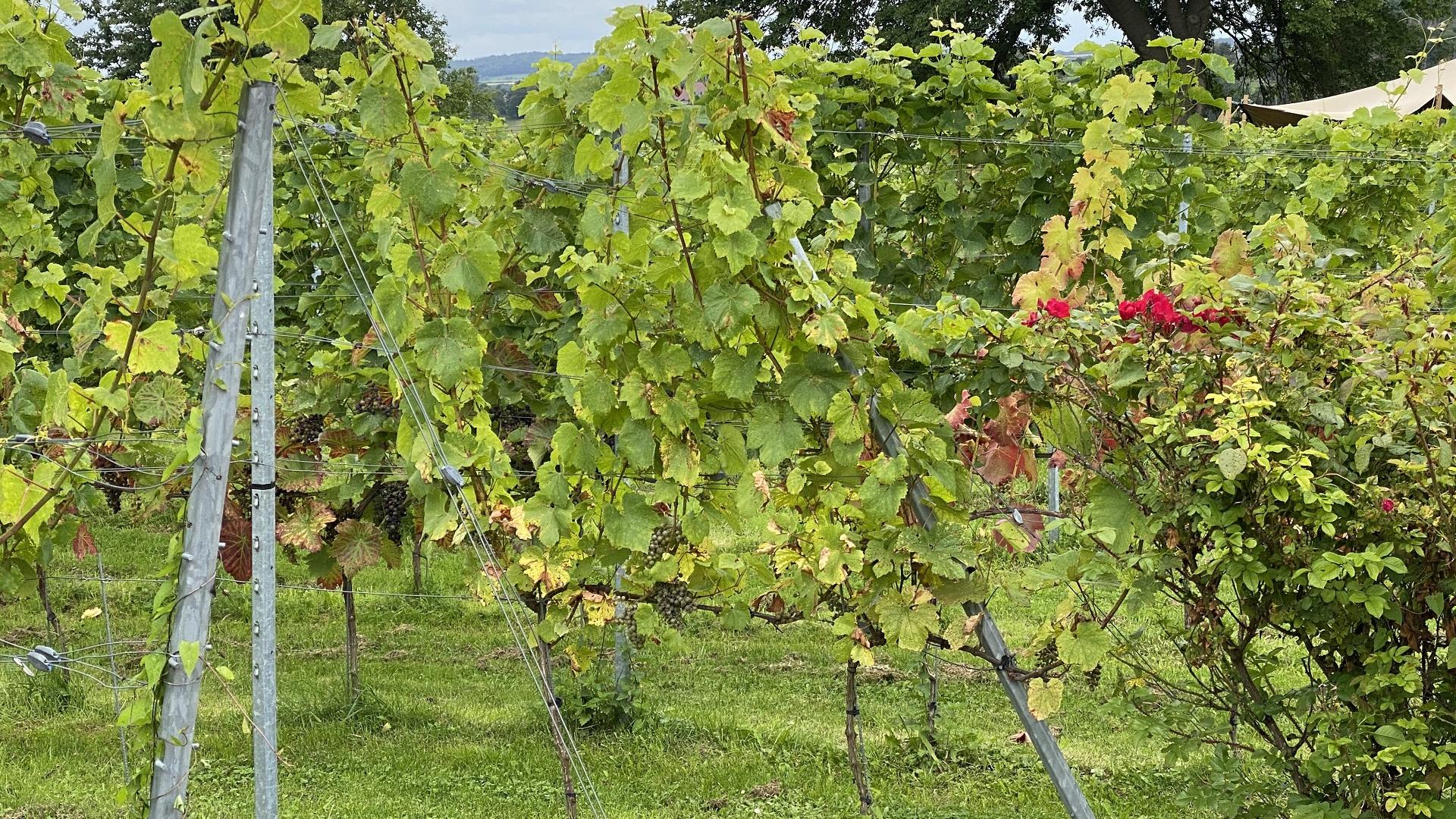 wijngaarden onderweg