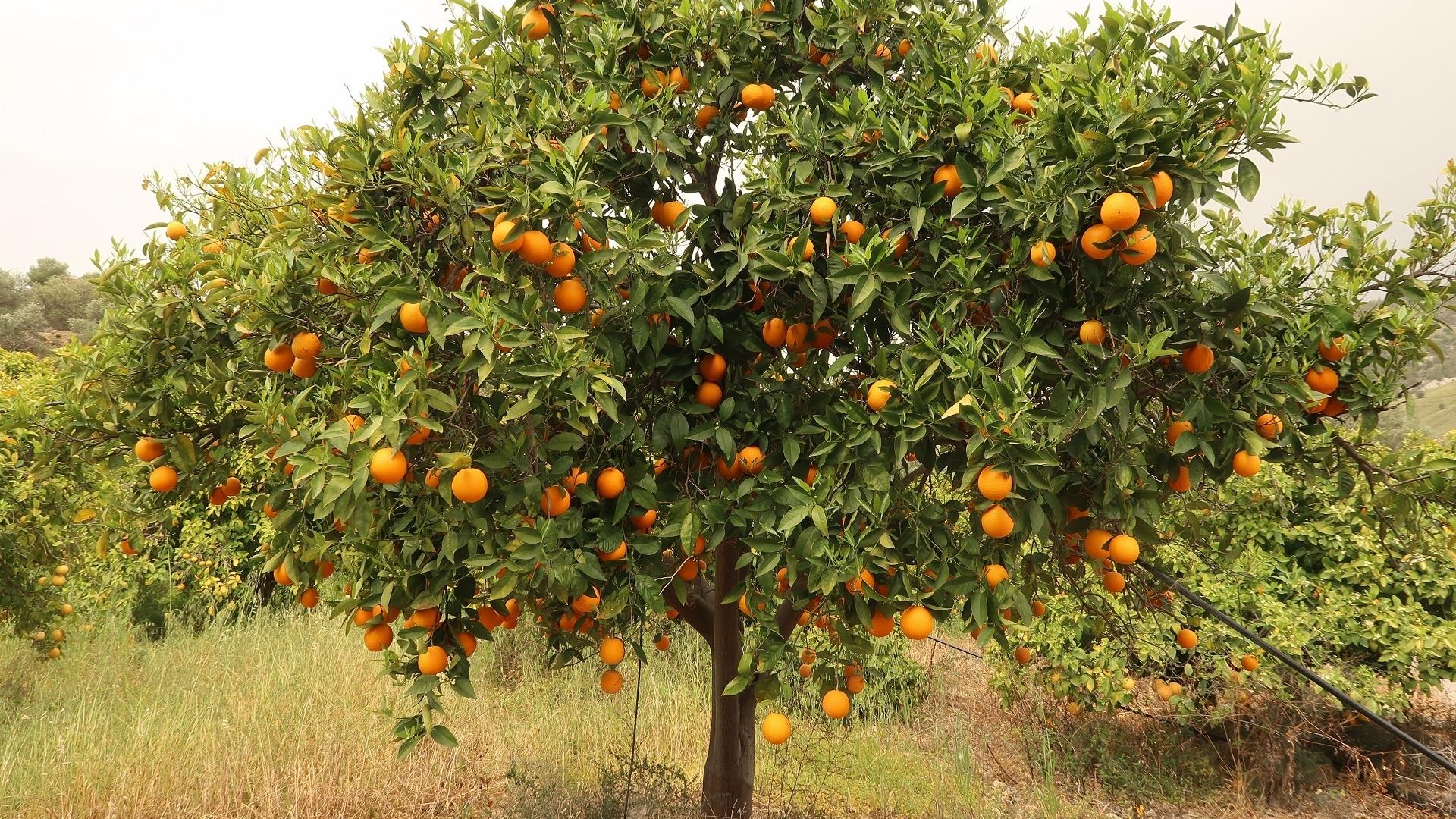 Dag 6 - Wandelvakantie Cyprus - 11 dagen