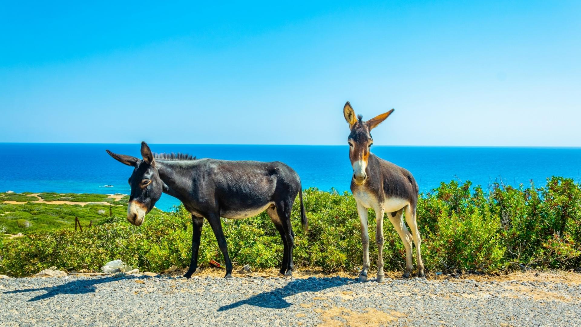Dag 5 - Fietsvakantie Cyprus - 11 dagen