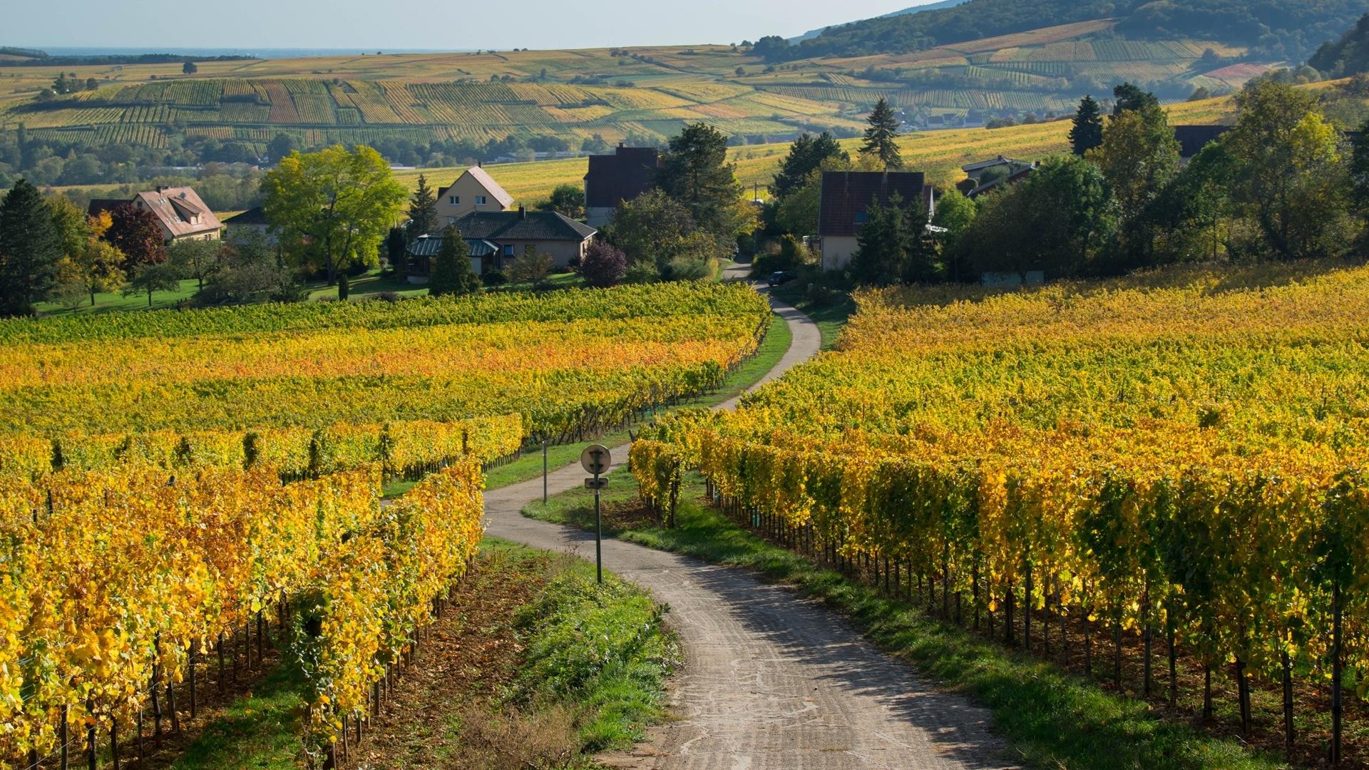 Dag 6 - Fietsvakantie door de heuvels en wijngaarden van de Elzas