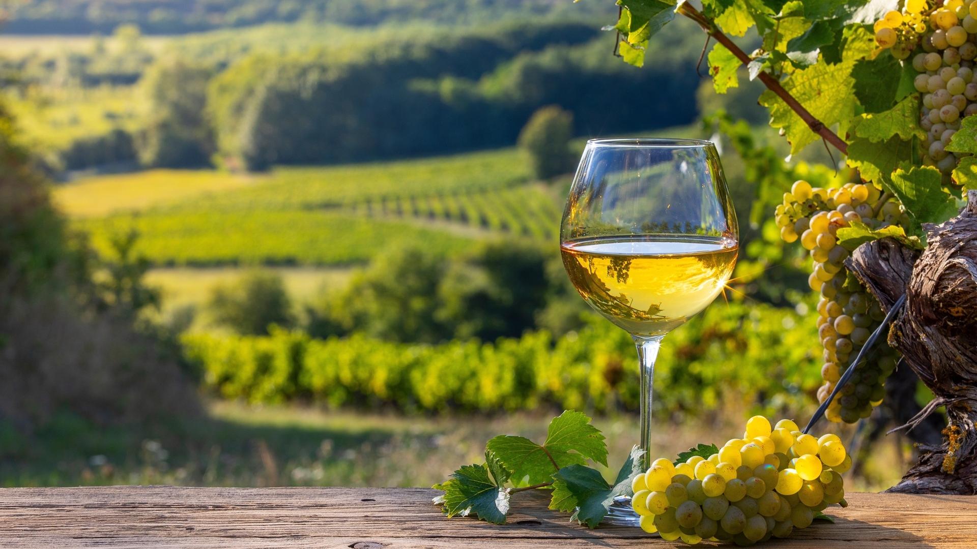 Dag 10 - Fietsvakantie door de heuvels en wijngaarden van de Elzas
