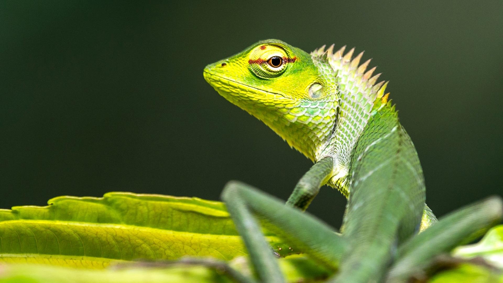 Dag 13 - Wandelvakantie Sri Lanka