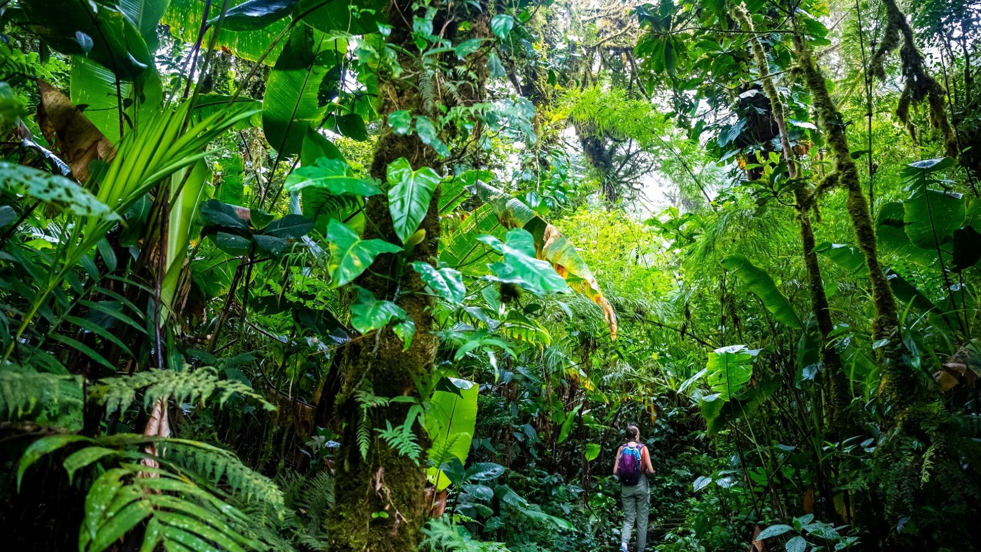 Dag 9 - Fly-drive Costa Rica met wandeltips