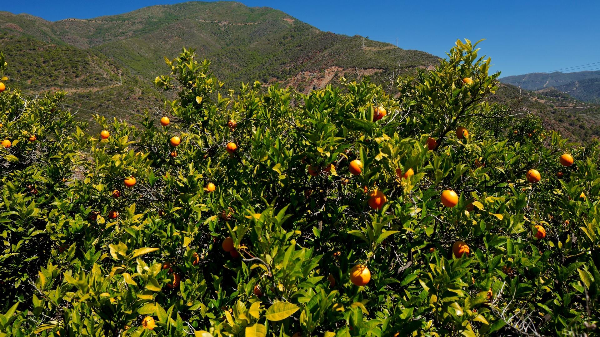 Dag 10 - Wandelvakantie Andalusi&euml;, C&oacute;mpeta en Granada