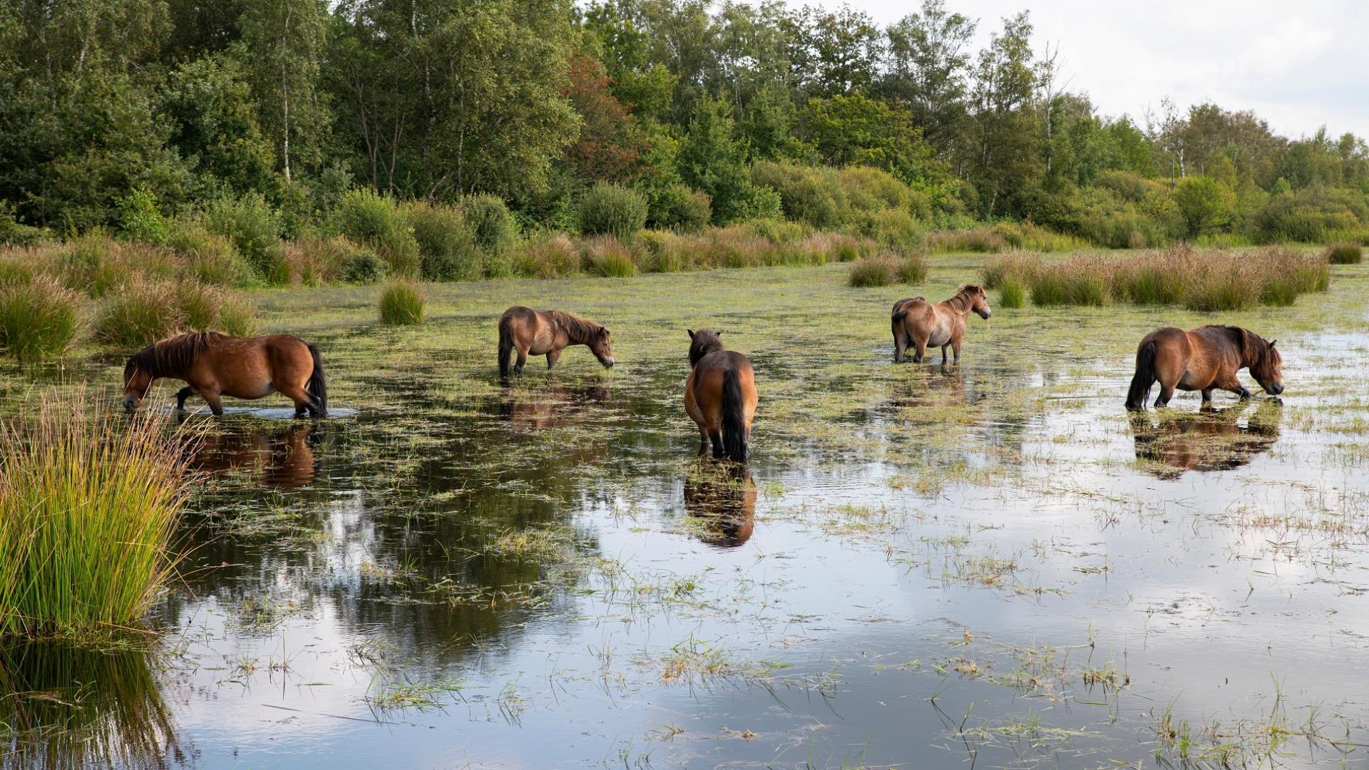 Dag 2 - Fietsvakantie door de Kop van Drenthe - 3 dagen