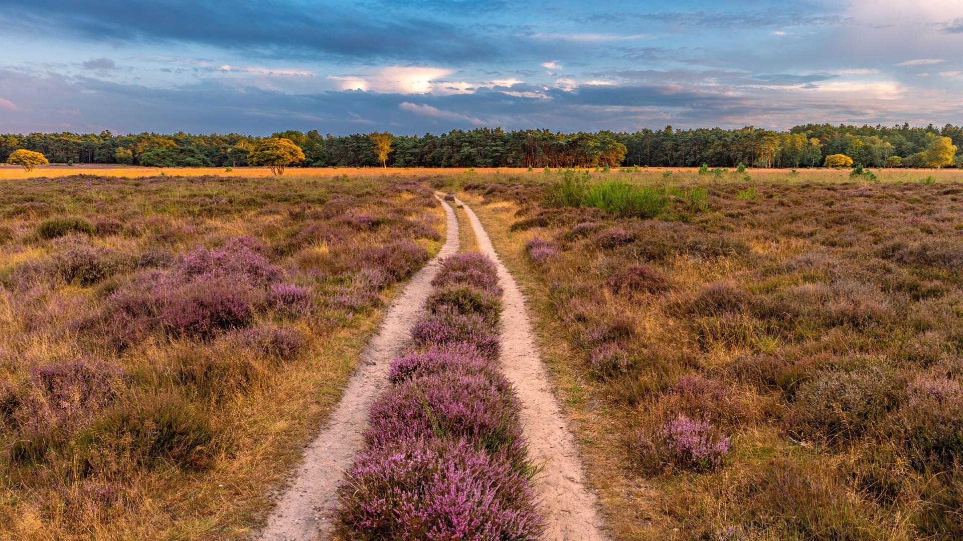 Dag 4 - Singlereis wandelen door het Gooi