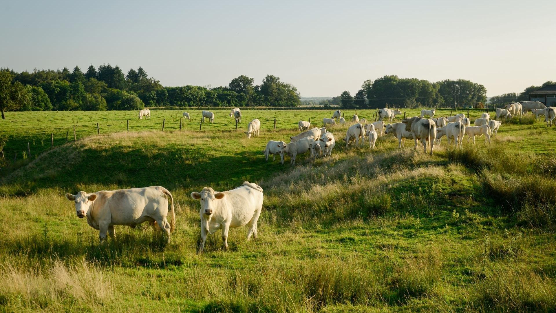Dag 6 - Singlereis Wandelen Morvan