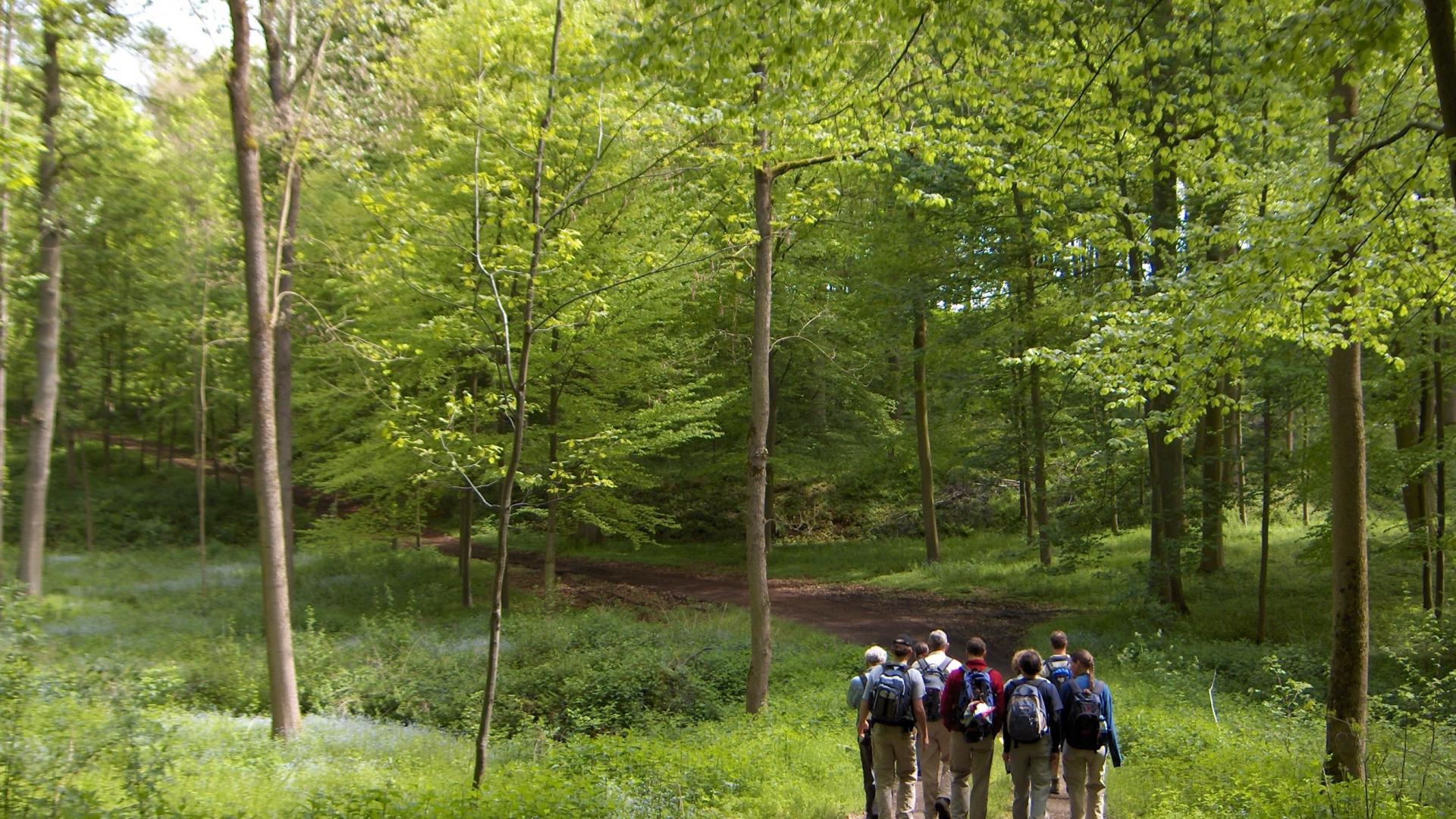 Dag 2 - Singlereis Wandelen op de Veluwe
