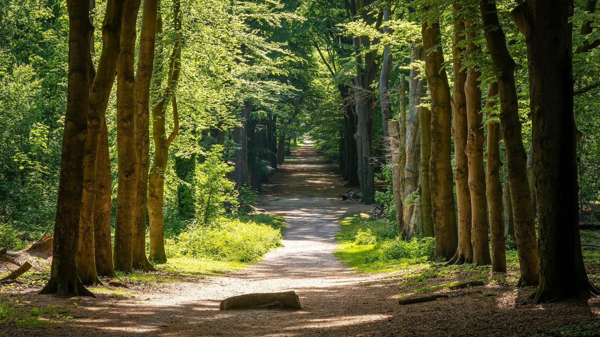 Dag 5 - Singlereis Wandelen op de Veluwe