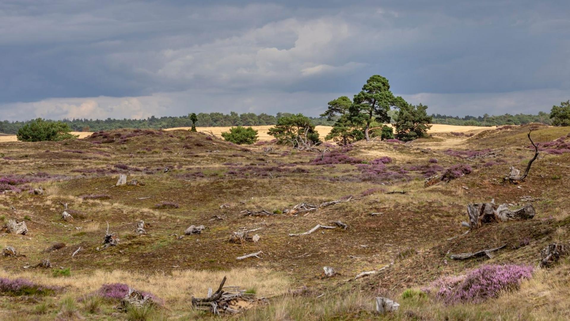 Dag 3 - Singlereis Wandelen op de Veluwe